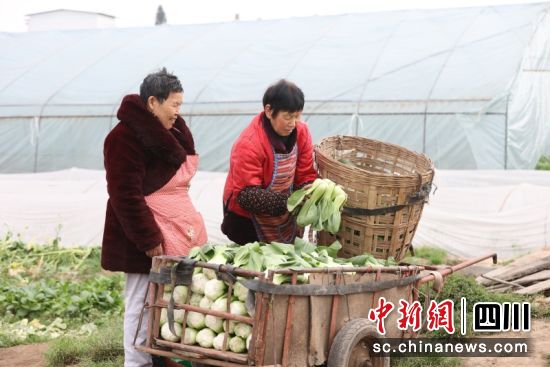 农户忙着搬运蔬菜。杨晓川 摄 农户忙着搬运蔬菜。杨晓川 摄
