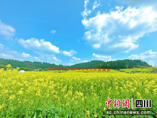 成片的油菜花。简阳市委宣传部 供图 成片的油菜花。简阳市委宣传部 供图