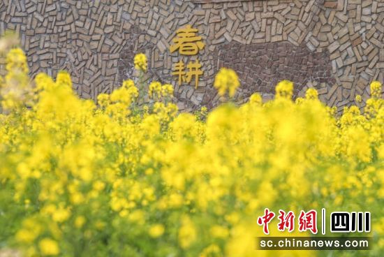 正艳丽的油菜花。简阳市委宣传部 供图 正艳丽的油菜花。简阳市委宣传部 供图