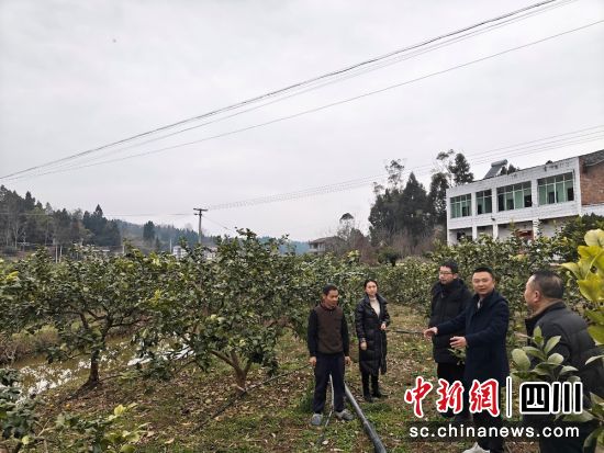 为安岳柠檬保“价”护航。平安产险川分 供图 为安岳柠檬保“价”护航。平安产险川分 供图