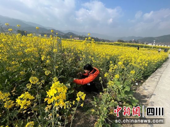 将金融服务带到田间地头。平安产险川分 供图 将金融服务带到田间地头。平安产险川分 供图
