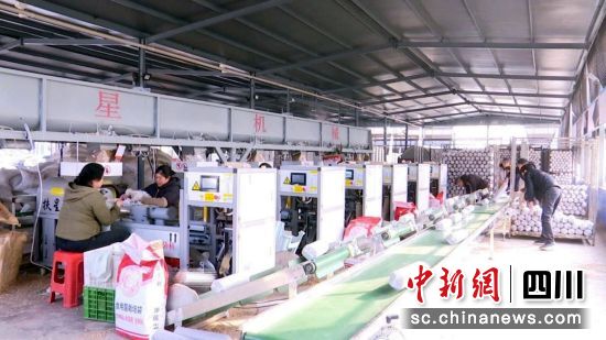 工人们抢抓时节进行菌料装填育种。陈星宇 摄 工人们抢抓时节进行菌料装填育种。陈星宇 摄