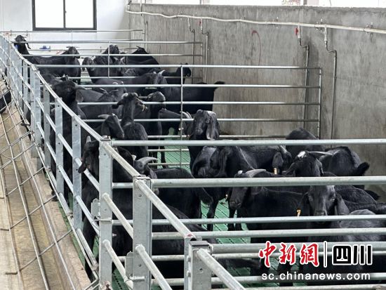 威远黑山羊全产农牧循环产业园喂养的黑山羊。王爵 摄 威远黑山羊全产农牧循环产业园喂养的黑山羊。王爵 摄