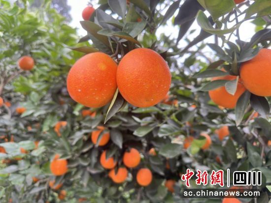 晚熟血橙即将迎来丰收。王爵 摄 晚熟血橙即将迎来丰收。王爵 摄