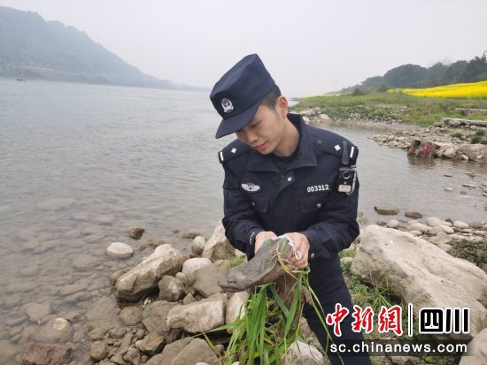 长航公安警民合力救助国家二级保护野生动物“娃娃鱼”。长江航运公安局泸州分局供图 长航公安警民合力救助国家二级保护野生动物“娃娃鱼”。长江航运公安局泸州分局供图