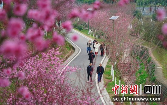 西充张澜故里旅游区梅开正盛。衡欢 摄 西充张澜故里旅游区梅开正盛。衡欢 摄