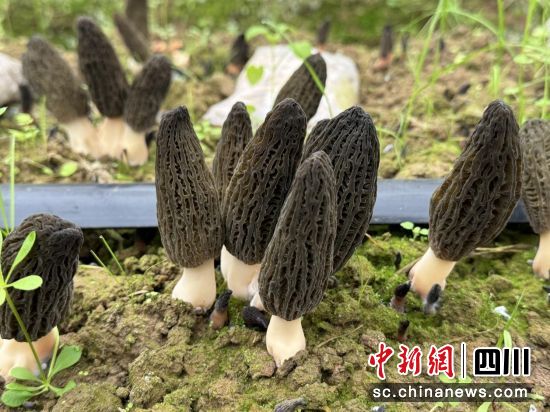 羊肚菌。 游仙区委宣传部供图 羊肚菌。 游仙区委宣传部供图