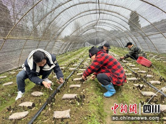 采摘羊肚菌。 游仙区委宣传部供图 采摘羊肚菌。 游仙区委宣传部供图