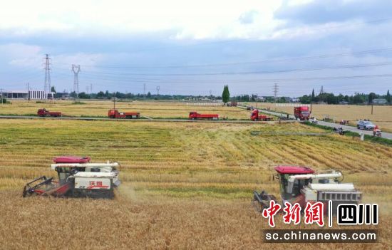 5月10日,正值“双抢”时节,四川省成都市崇州各地抢抓农时,一手抓小春粮油收割,一手抓大春粮食播种,田间地头呈现一片热火朝天的农忙景象。安源 摄 5月10日,正值“双抢”时节,四川省成都市崇州各地抢抓农时,一手抓小春粮油收割,一手抓大春粮食播种,田间地头呈现一片热火朝天的农忙景象。安源 摄