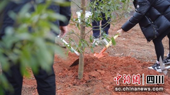 正在为树苗覆土。陈钰新 摄 正在为树苗覆土。陈钰新 摄