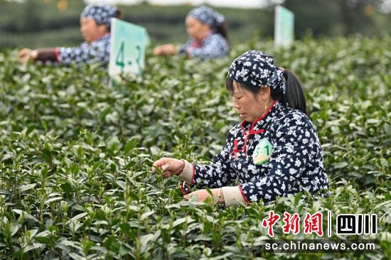 参赛选手正在进行采茶比赛。记者 刘忠俊 摄 参赛选手正在进行采茶比赛。记者 刘忠俊 摄