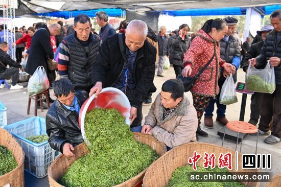 茶商正在夹江收购新鲜春茶。记者 刘忠俊 摄 茶商正在夹江收购新鲜春茶。记者 刘忠俊 摄
