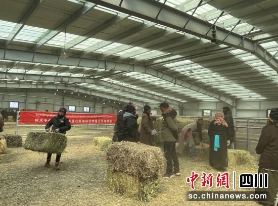 分发草料现场。红原县委宣传部供图 分发草料现场。红原县委宣传部供图