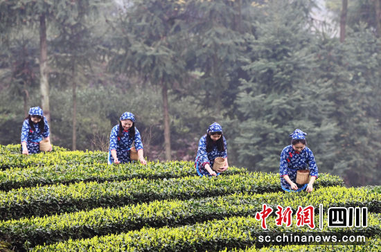茶农在茶园采摘春茶。记者安源 摄 茶农在茶园采摘春茶。记者安源 摄