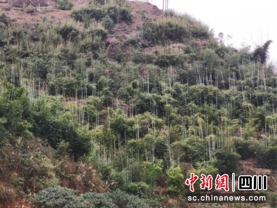 观音镇吉祥村的竹产业。罗晏婷 摄 观音镇吉祥村的竹产业。罗晏婷 摄