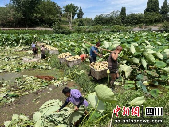 永兴镇莲藕采挖现场一片忙碌。蒋雪梅摄 永兴镇莲藕采挖现场一片忙碌。蒋雪梅摄