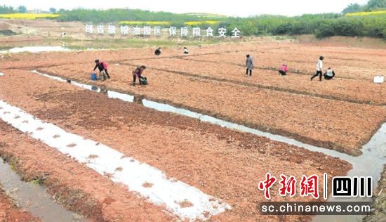 西瓜苗移栽现场。沿滩融媒 供图 西瓜苗移栽现场。沿滩融媒 供图