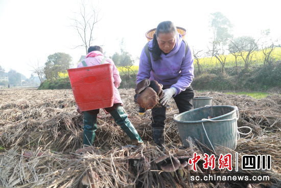 赤松茸丰收。合江县融媒体中心供图 赤松茸丰收。合江县融媒体中心供图