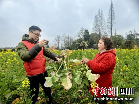 理赔人员正在查勘生病油菜。人保财险四川省分公司供图 理赔人员正在查勘生病油菜。人保财险四川省分公司供图