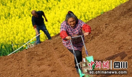 关文镇塔水桥村大豆玉米带状复合种植播种现场。衡欢 摄 关文镇塔水桥村大豆玉米带状复合种植播种现场。衡欢 摄