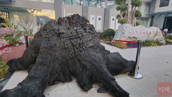 展览馆内展出的乌木。 展览馆内展出的乌木。