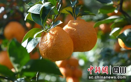 黄果柑丰收。石棉融媒 供图 黄果柑丰收。石棉融媒 供图