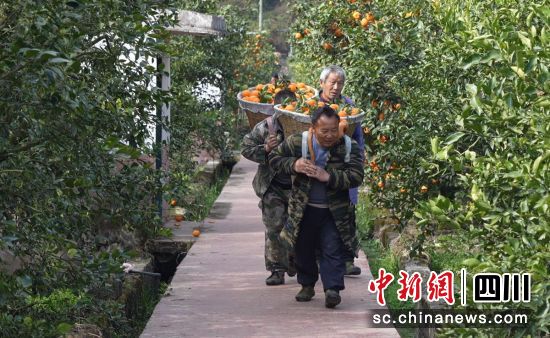 果农忙采摘。石棉融媒 供图 果农忙采摘。石棉融媒 供图