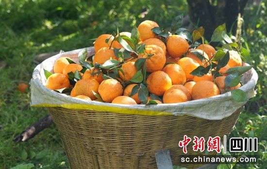 黄果柑丰收。石棉融媒 供图 黄果柑丰收。石棉融媒 供图