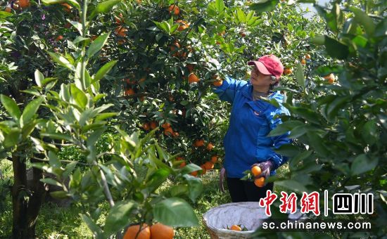 果农采摘忙。石棉融媒 供图 果农采摘忙。石棉融媒 供图