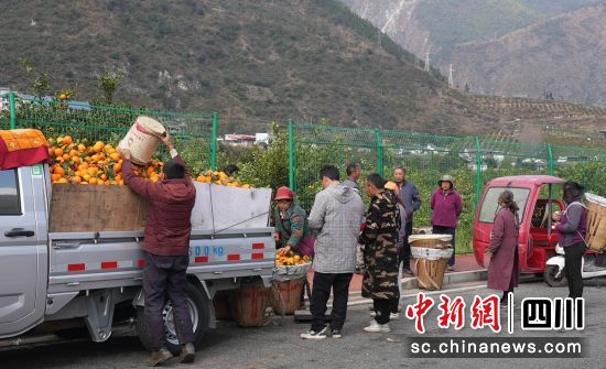 收购现场。石棉融媒 供图 收购现场。石棉融媒 供图