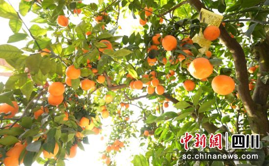 黄果柑丰收。石棉融媒 供图 黄果柑丰收。石棉融媒 供图