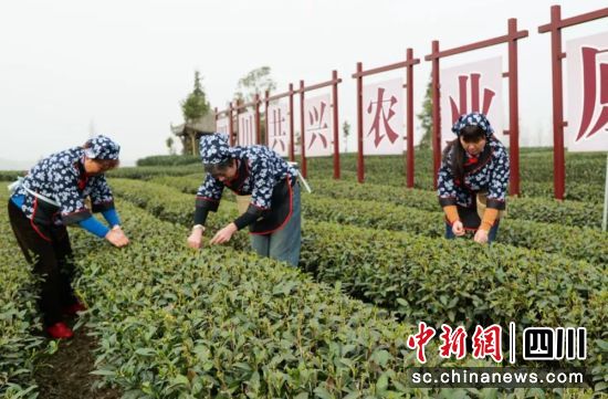 茶农采茶忙。雨城融媒 供图 茶农采茶忙。雨城融媒 供图