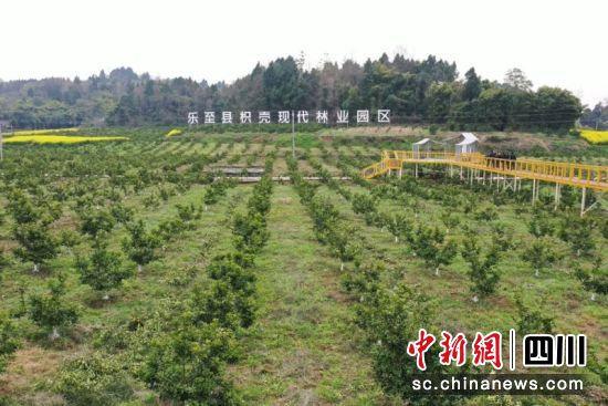 乐至县枳壳现代林业园区。姚阳 摄 乐至县枳壳现代林业园区。姚阳 摄