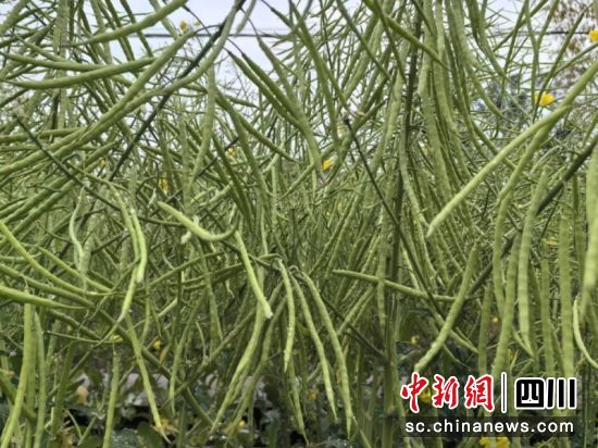 结荚的油菜。钟晓梅 摄 结荚的油菜。钟晓梅 摄