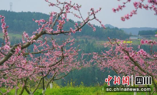 西充县古楼镇桃花次第开放。衡欢 摄 西充县古楼镇桃花次第开放。衡欢 摄