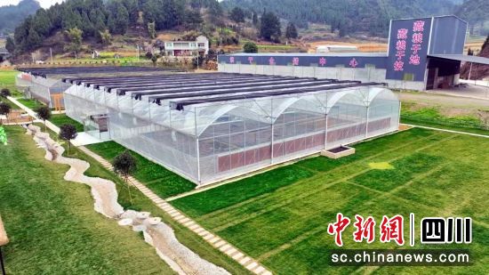 古蔺县茅溪镇马跃村种植基地。古蔺县融媒体中心供图 古蔺县茅溪镇马跃村种植基地。古蔺县融媒体中心供图