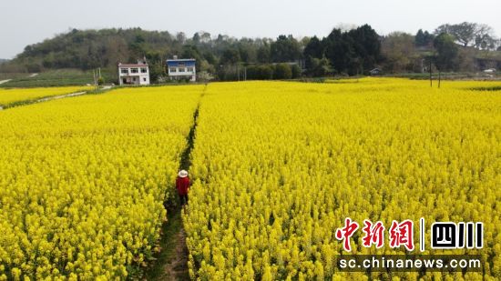 游客在成片的油菜花拍照、打卡。简阳市委宣传部 供图 游客在成片的油菜花拍照、打卡。简阳市委宣传部 供图