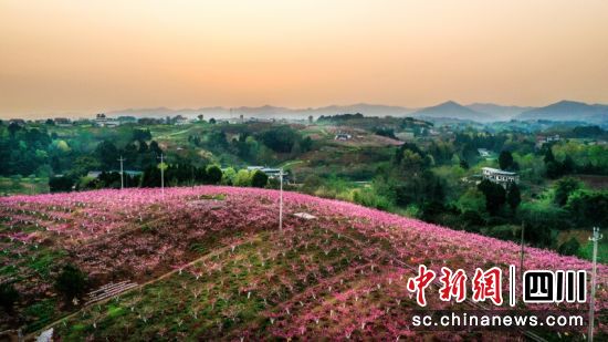 正艳的桃花与乡村美景“醉”游客。简阳市委宣传部 供图 正艳的桃花与乡村美景“醉”游客。简阳市委宣传部 供图