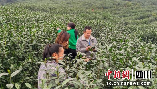 筠连镇双河村纪检委员李保均了解茶农补贴资金领取情况。朱光才 摄 筠连镇双河村纪检委员李保均了解茶农补贴资金领取情况。朱光才 摄