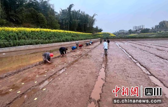 播种现场。富顺融媒 供图 播种现场。富顺融媒 供图