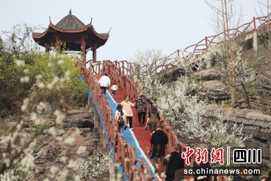 游客赏春风村李花。 李杨 摄 游客赏春风村李花。 李杨 摄
