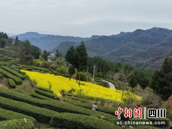通江钟凤村早茶陆续开采。苏侨 摄 通江钟凤村早茶陆续开采。苏侨 摄