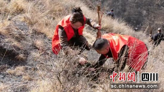 植树造林现场。黑水县委宣传部供图 植树造林现场。黑水县委宣传部供图