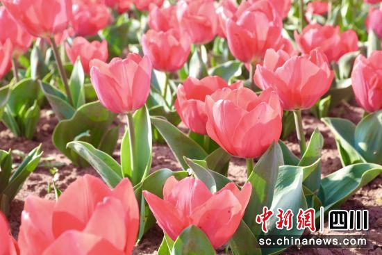 郁金香盛开。贡井融媒 供图 郁金香盛开。贡井融媒 供图
