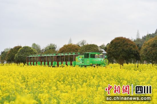 小火车在花海中穿越。王杰 摄 小火车在花海中穿越。王杰 摄
