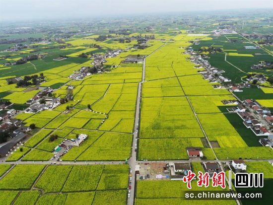 成片的油菜花田。 旌阳区融媒体中心供图 成片的油菜花田。 旌阳区融媒体中心供图
