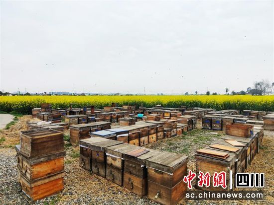 油菜花田放置蜂箱,提高油菜结荚率。 旌阳区融媒体中心供图 油菜花田放置蜂箱,提高油菜结荚率。 旌阳区融媒体中心供图