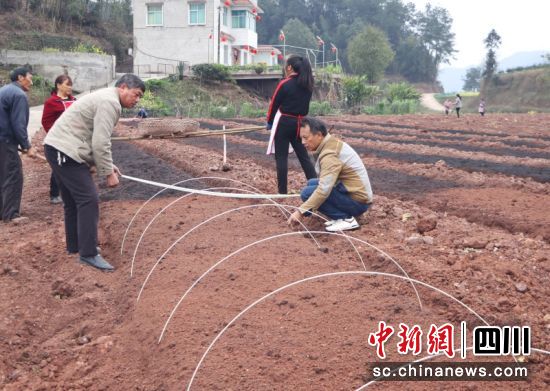 农户们正在地里忙碌。陈小芳 摄 农户们正在地里忙碌。陈小芳 摄