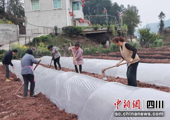 农户们正在盖膜保温作业。陈小芳 摄 农户们正在盖膜保温作业。陈小芳 摄
