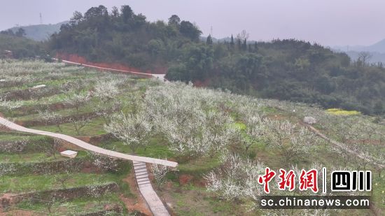 蜂糖李种植基地花开似雪。周俊宇 摄 蜂糖李种植基地花开似雪。周俊宇 摄